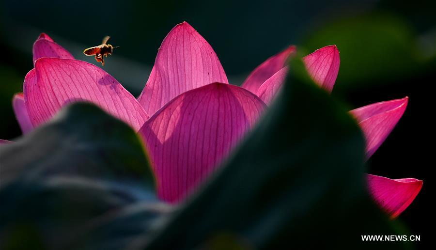 CHINA-HEFEI-LOTUS FLOWERS (CN)