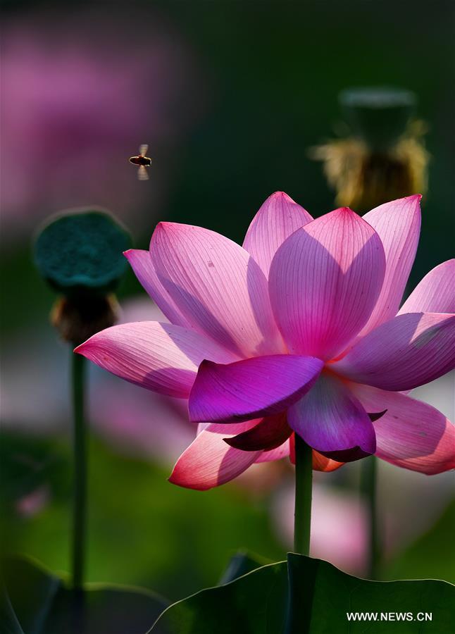 CHINA-HEFEI-LOTUS FLOWERS (CN)