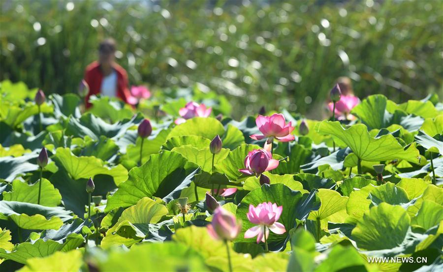 CHINA-YUNNAN-KIRIN ECOLOGICAL PARK (CN)