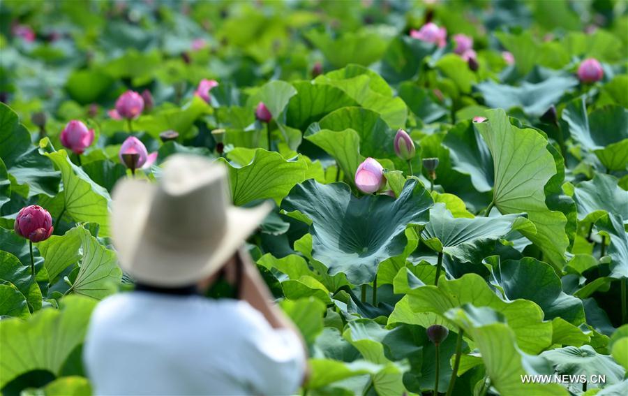 CHINA-YUNNAN-KIRIN ECOLOGICAL PARK (CN)