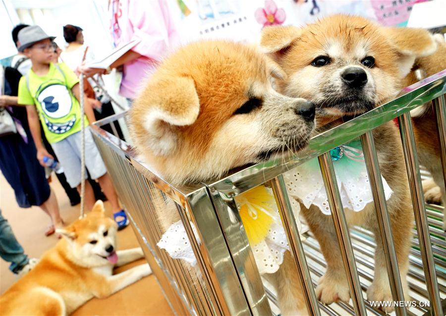（社会）（2）第20届亚洲宠物展在上海开幕