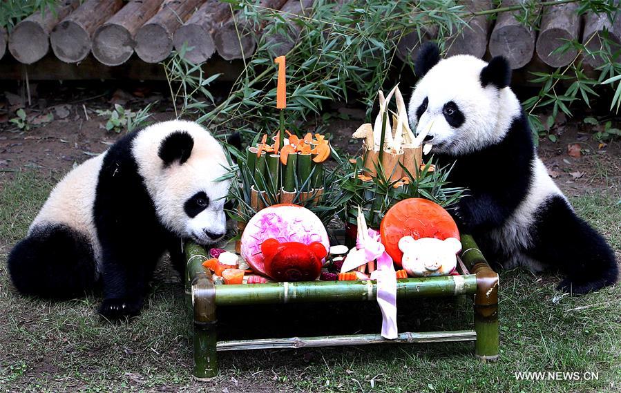 （社会）（1）上海大熊猫龙凤胎周岁庆生