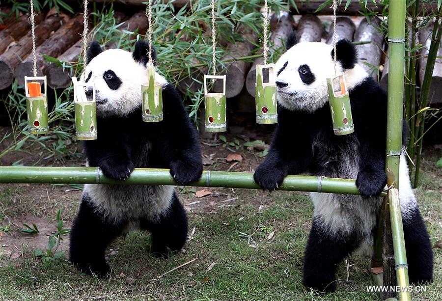 （社会）（4）上海大熊猫龙凤胎周岁庆生