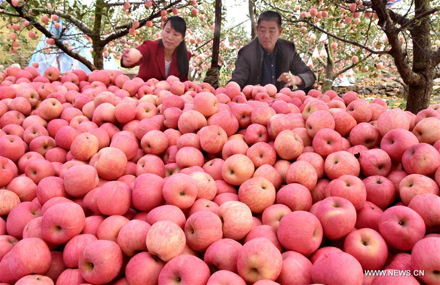 #（经济）（3）苹果丰收果农忙