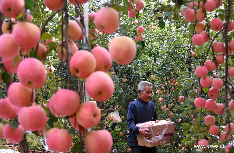 #（经济）（2）苹果丰收果农忙