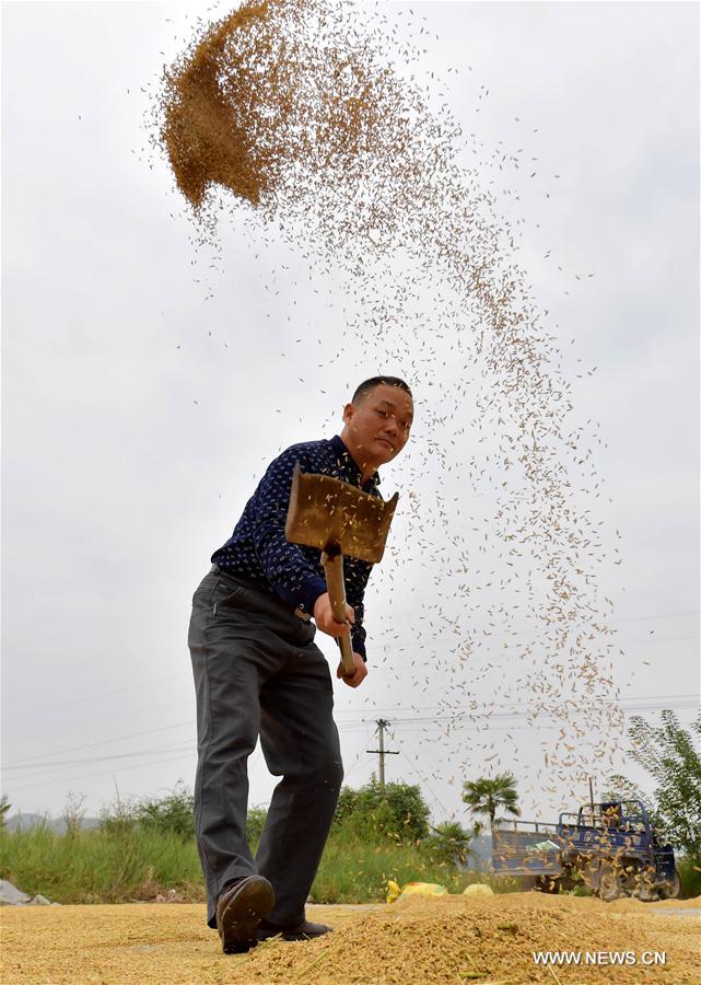 الصورة: موسم الحصاد الخريفي في مقاطعة جيانغشي
