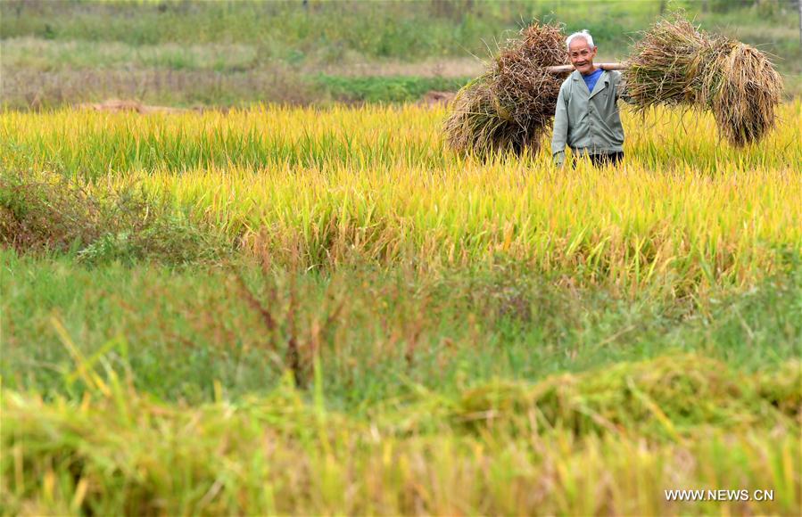 الصورة: موسم الحصاد الخريفي في مقاطعة جيانغشي