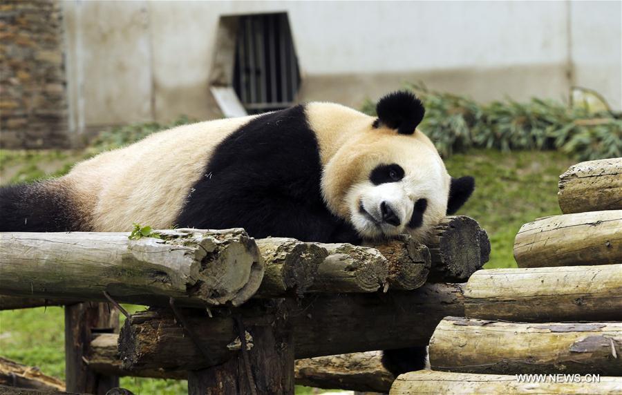 الصورة: الحياة اليومية لباندا عملاقة في قاعدة وولونغ بجنوب غربي الصين