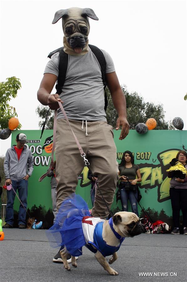 PERU-LIMA-SOCIETY-DOG-HALLOWEEN