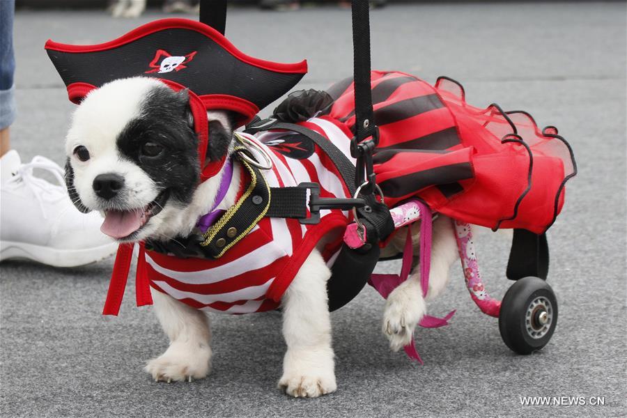 PERU-LIMA-SOCIETY-DOG-HALLOWEEN