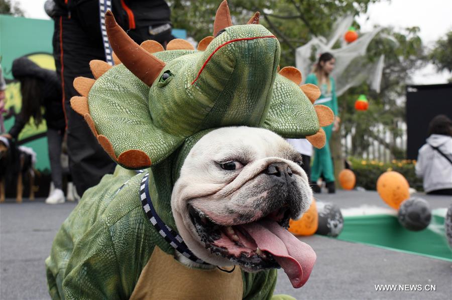 PERU-LIMA-SOCIETY-DOG-HALLOWEEN