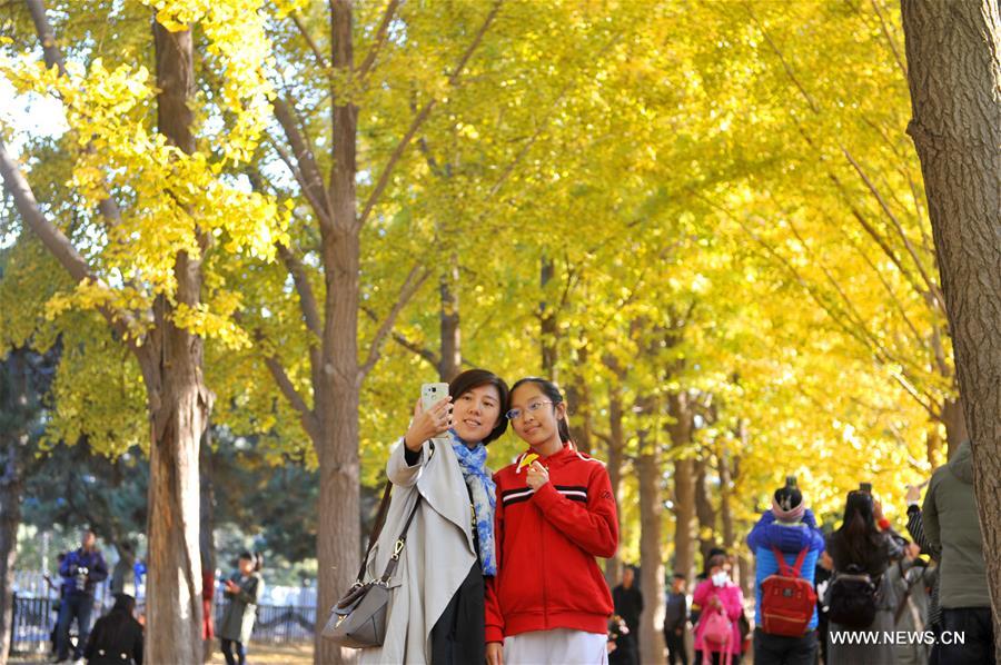 #CHINA-BEIJING-AUTUMN SCENERY(CN)