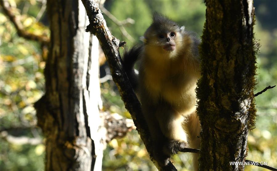 （生态）（7）高山密林里的“精灵”——滇金丝猴