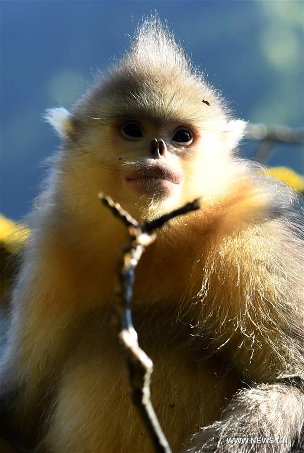 （生态）（6）高山密林里的“精灵”——滇金丝猴