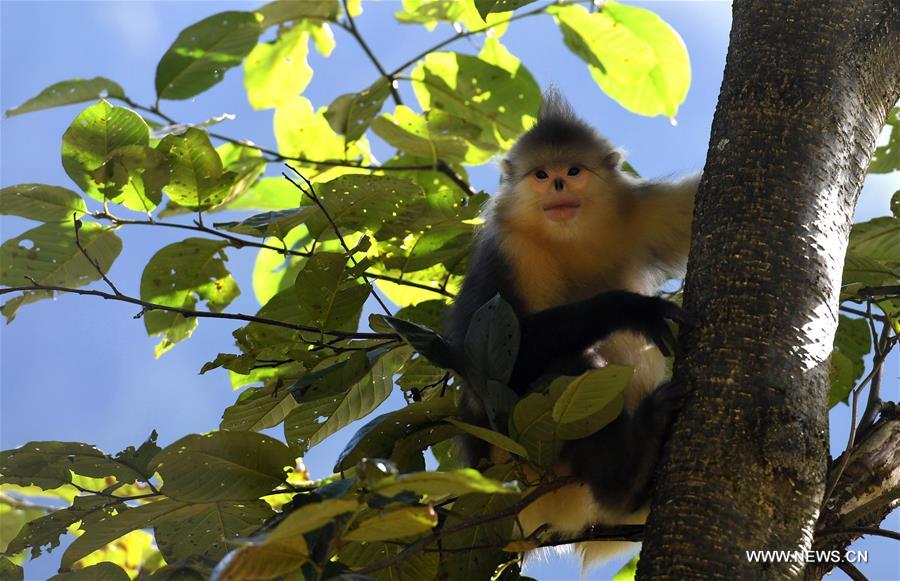 （生态）（5）高山密林里的“精灵”——滇金丝猴