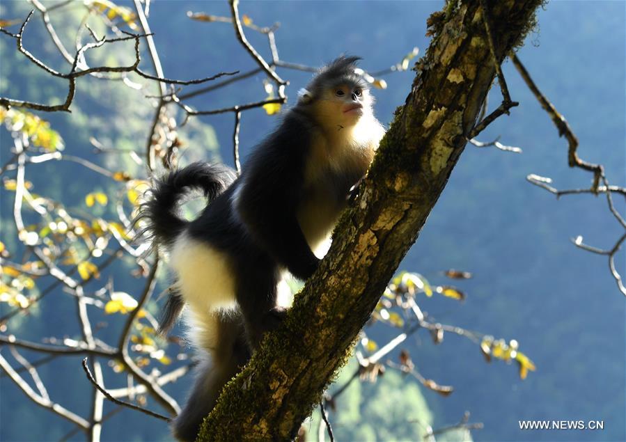 （生态）（4）高山密林里的“精灵”——滇金丝猴