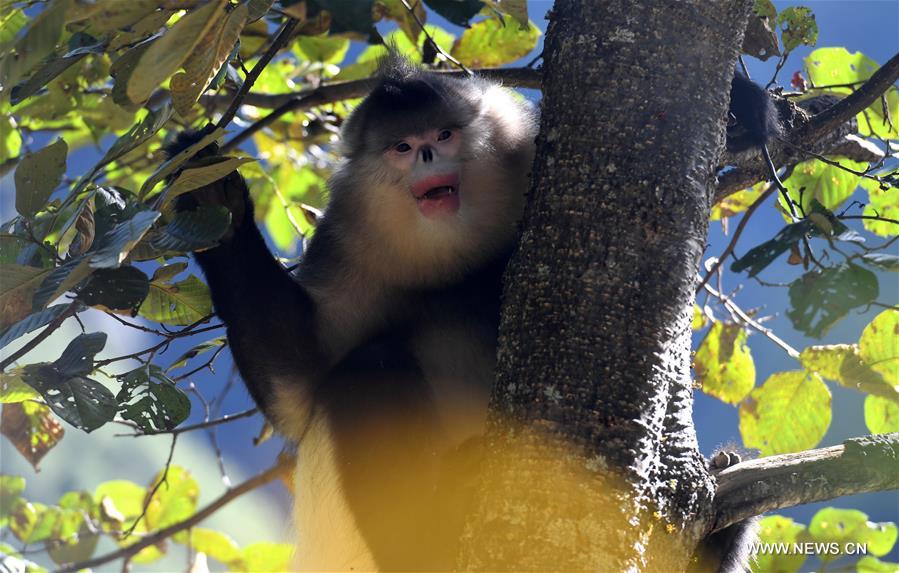 （新华视界）（5）高山密林里的“精灵”——滇金丝猴