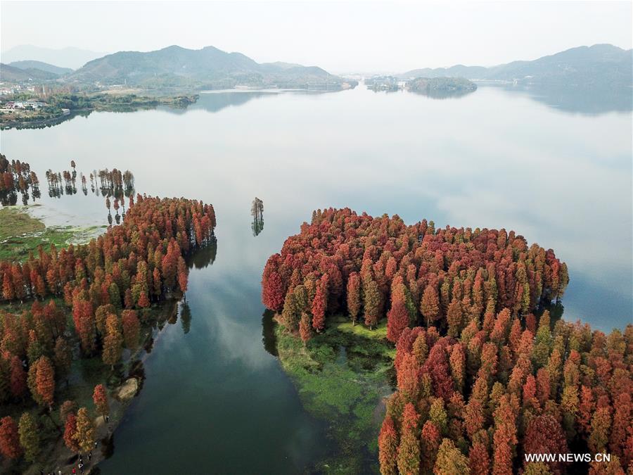 الصورة: غابة حمراء في شرقي الصين