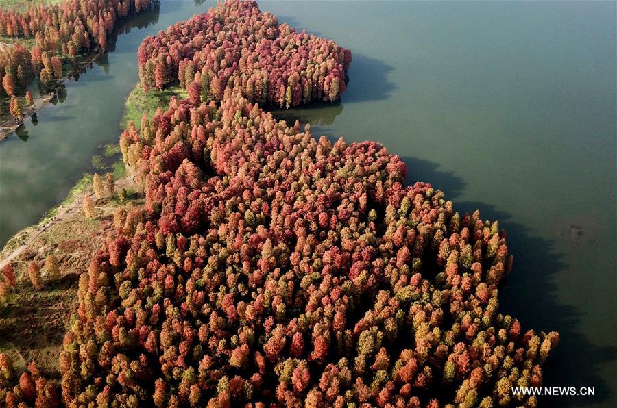 الصورة: غابة حمراء في شرقي الصين