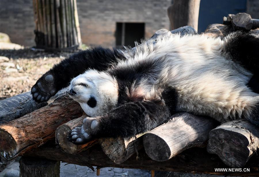 （社会）（4）大熊猫尽享冬日暖阳