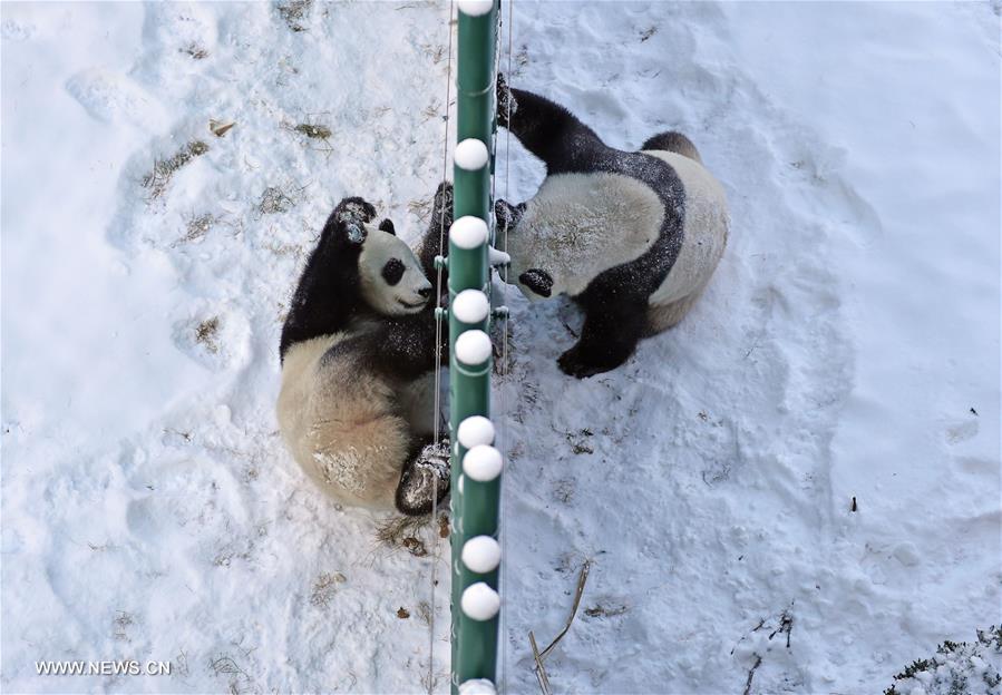 （社会）（6）辽宁沈阳：“功夫熊猫”雪中显身手