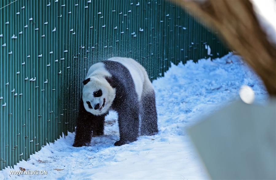（新华视界）（3）辽宁沈阳：“功夫熊猫”雪中显身手