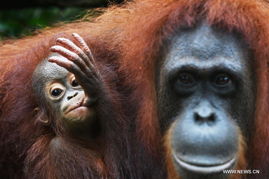 （新华视界）（9）新加坡动物园的新生宝宝