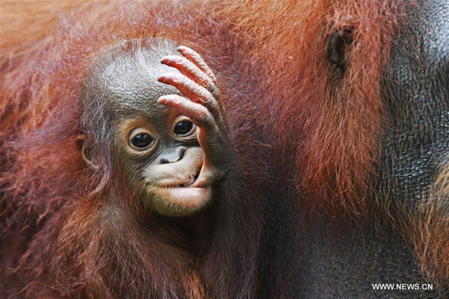 （新华视界）（1）新加坡动物园的新生宝宝