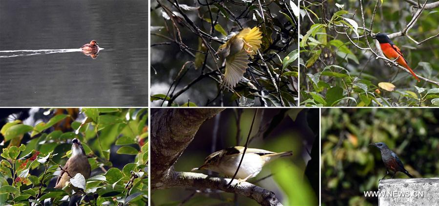 （环境）（6）热带雨林 百鸟家园