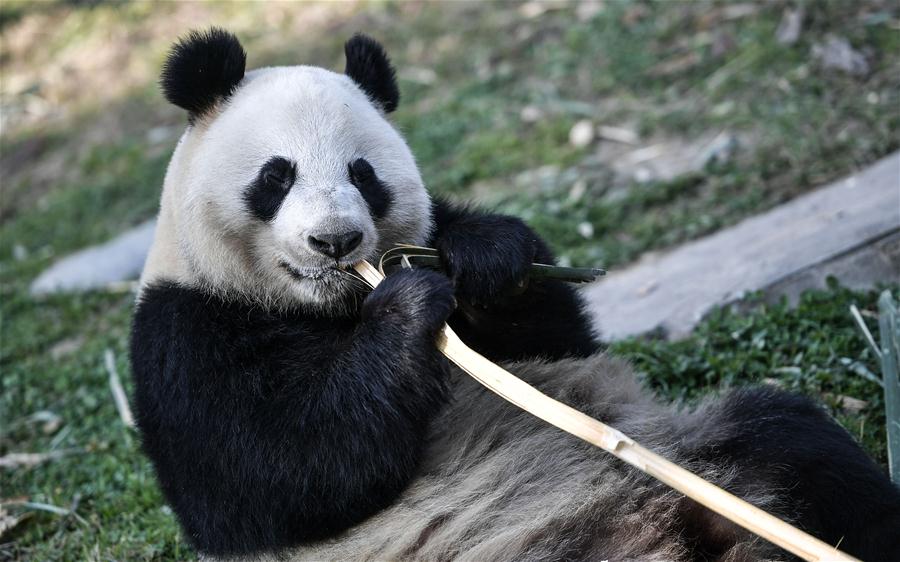 （社会）（7）大熊猫“华豹”“金宝宝”启程前往芬兰
