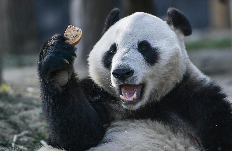 （社会）（6）大熊猫“华豹”“金宝宝”启程前往芬兰