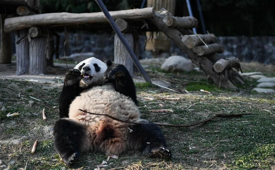 （社会）（2）大熊猫“华豹”“金宝宝”启程前往芬兰