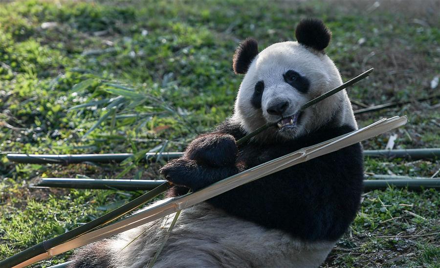 （社会）（5）大熊猫“华豹”“金宝宝”启程前往芬兰