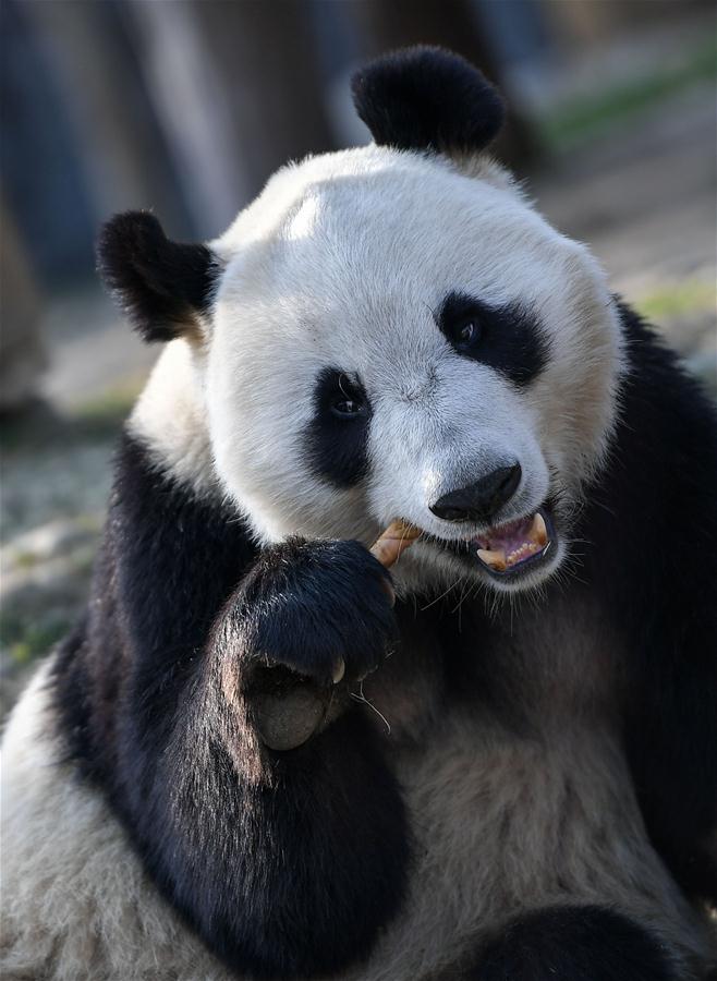 （社会）（4）大熊猫“华豹”“金宝宝”启程前往芬兰