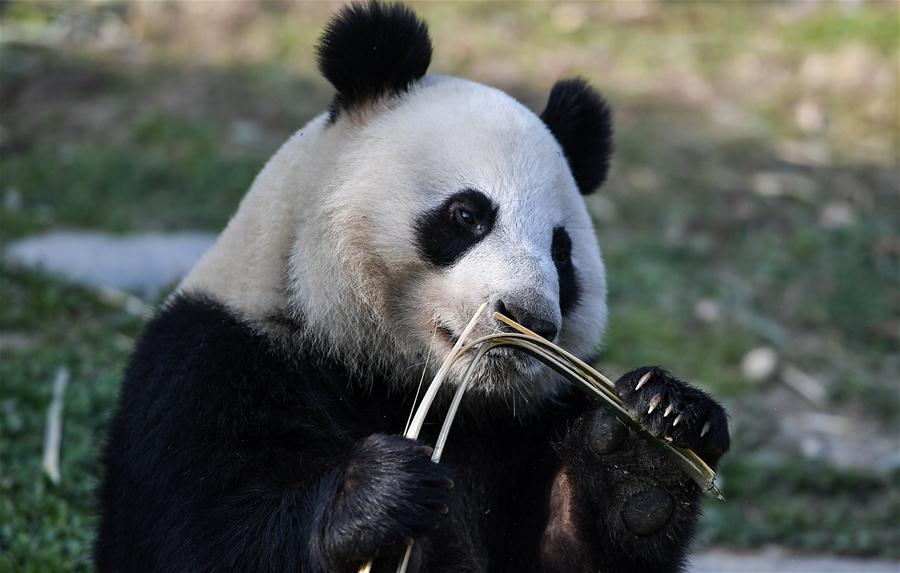 （社会）（3）大熊猫“华豹”“金宝宝”启程前往芬兰