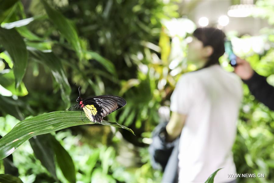 U.S.-NEW YORK-EXHIBITION-THE BUTTERFLY CONSERVATORY