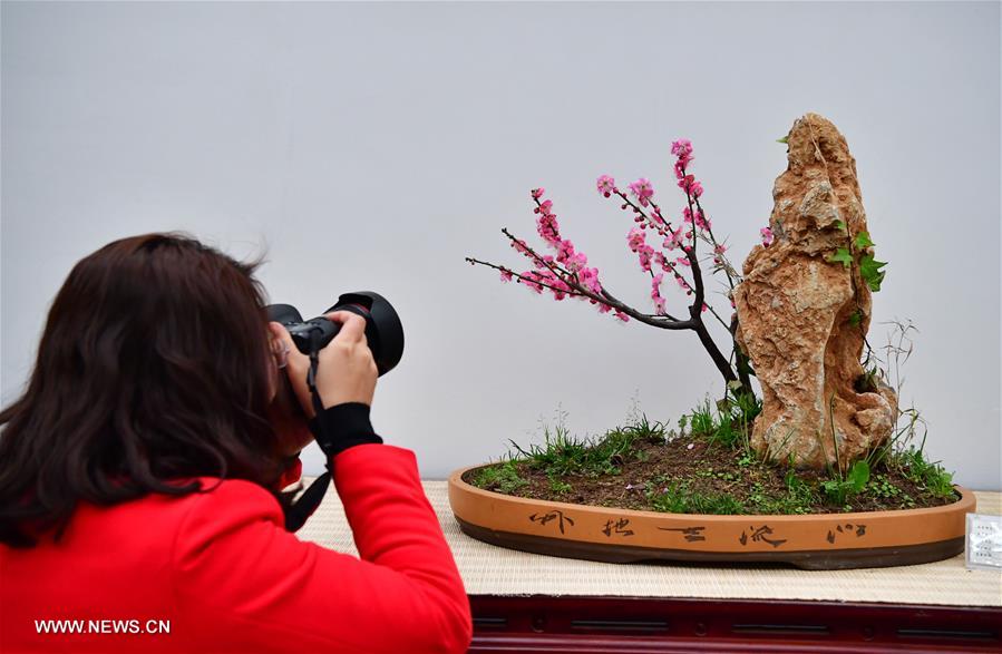 （社会）（4）冬日“花都”蜡梅开