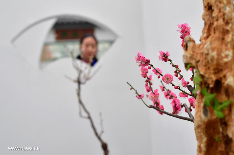 （社会）（5）冬日“花都”蜡梅开