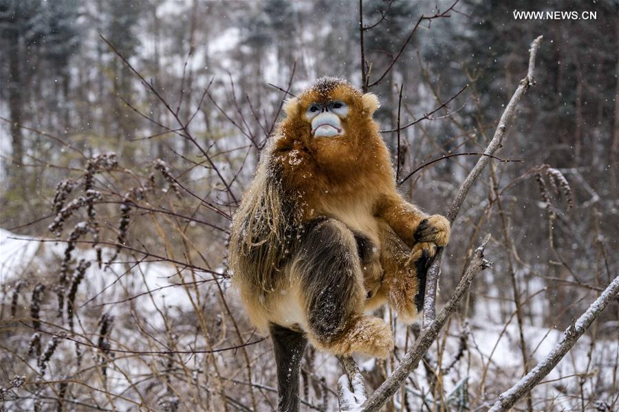 （新华视界）（8）湖北神农架 雪趣金丝猴