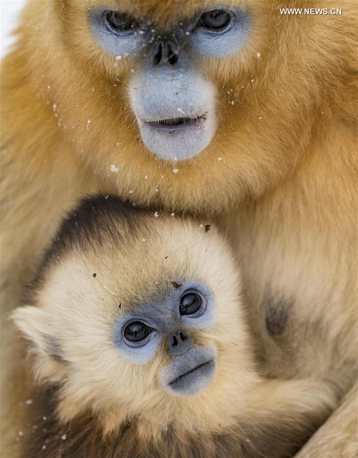 （新华视界）（4）湖北神农架 雪趣金丝猴