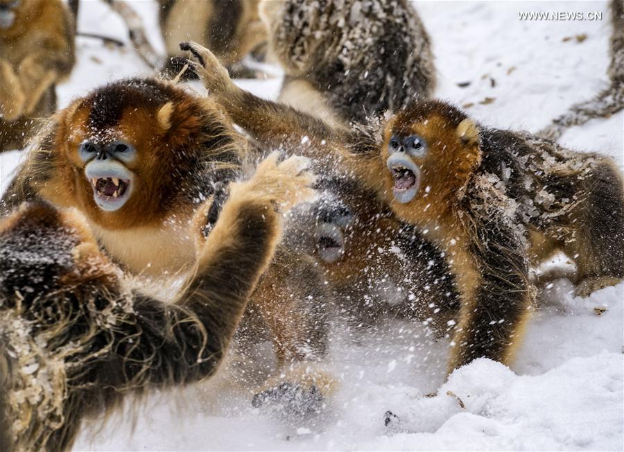 （新华视界）（9）湖北神农架 雪趣金丝猴