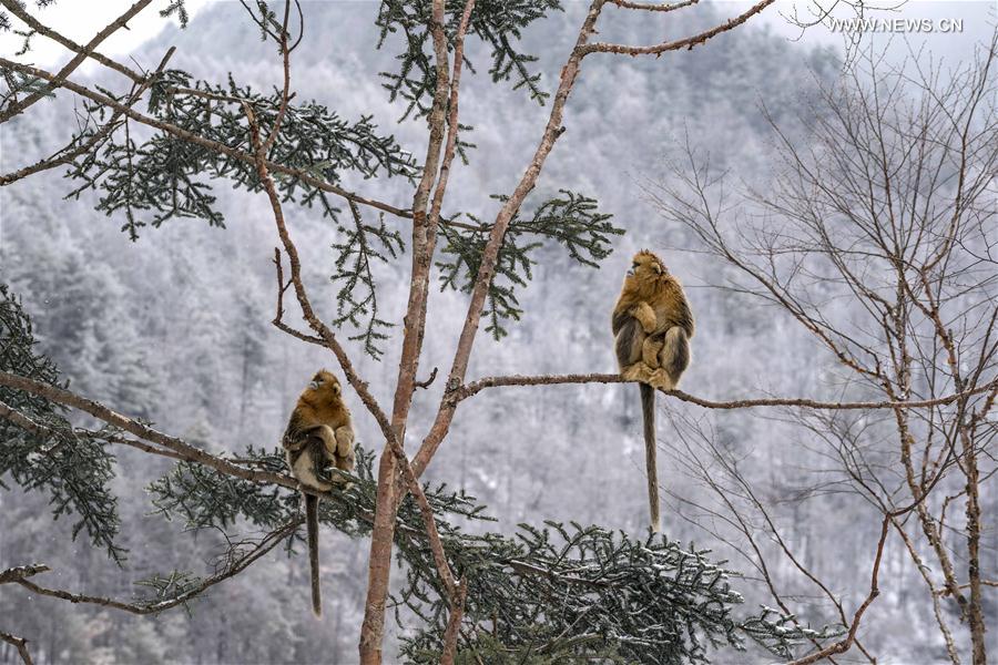（新华视界）（6）湖北神农架 雪趣金丝猴