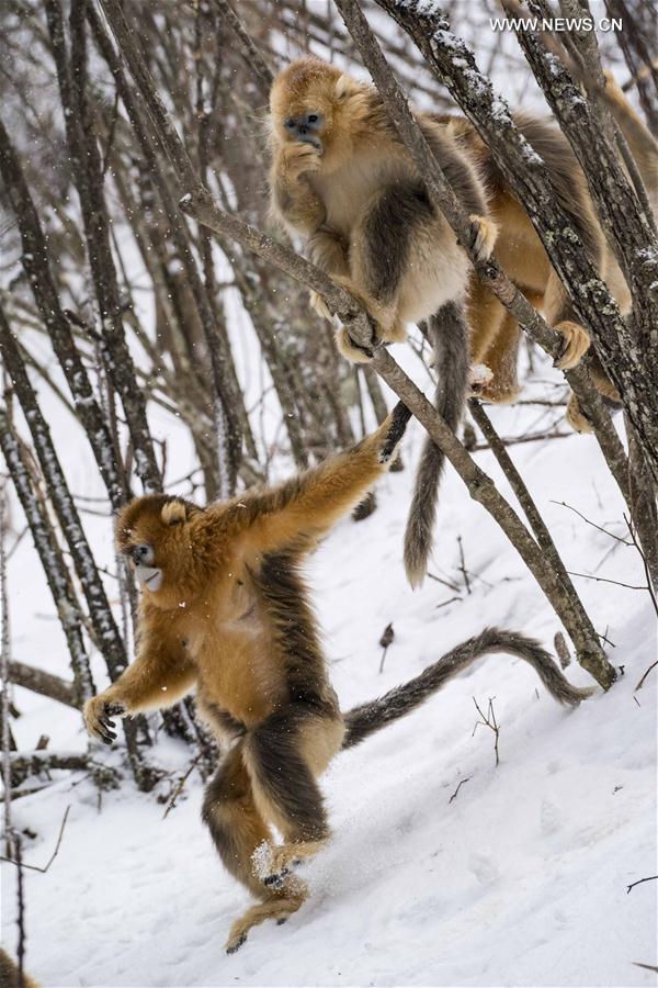 （新华视界）（5）湖北神农架 雪趣金丝猴
