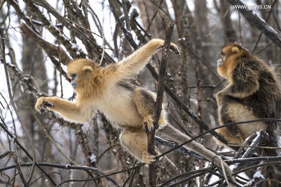 （环境）（2）湖北神农架 雪趣金丝猴