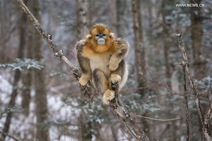（环境）（5）湖北神农架 雪趣金丝猴