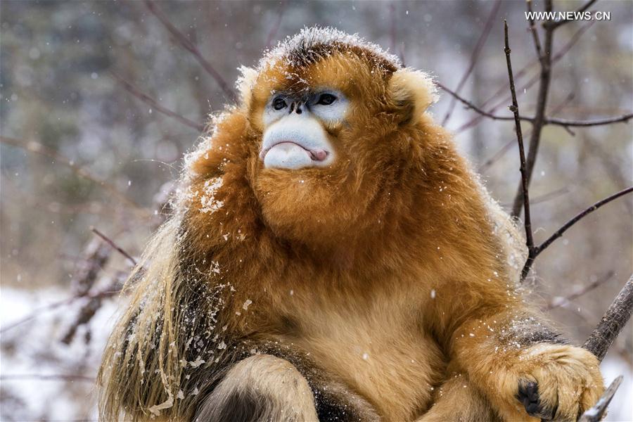 （环境）（12）湖北神农架 雪趣金丝猴