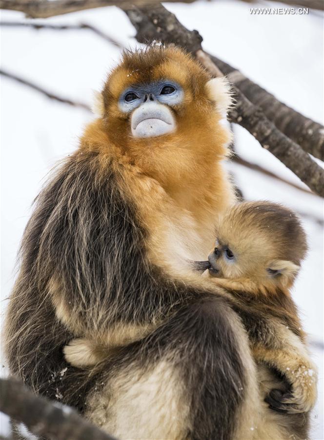 （环境）（6）湖北神农架 雪趣金丝猴
