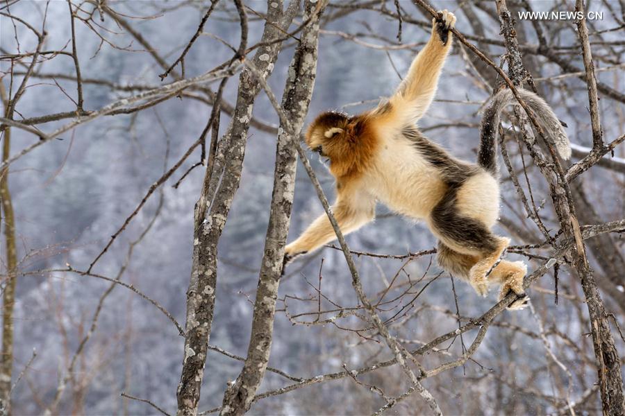 （环境）（8）湖北神农架 雪趣金丝猴