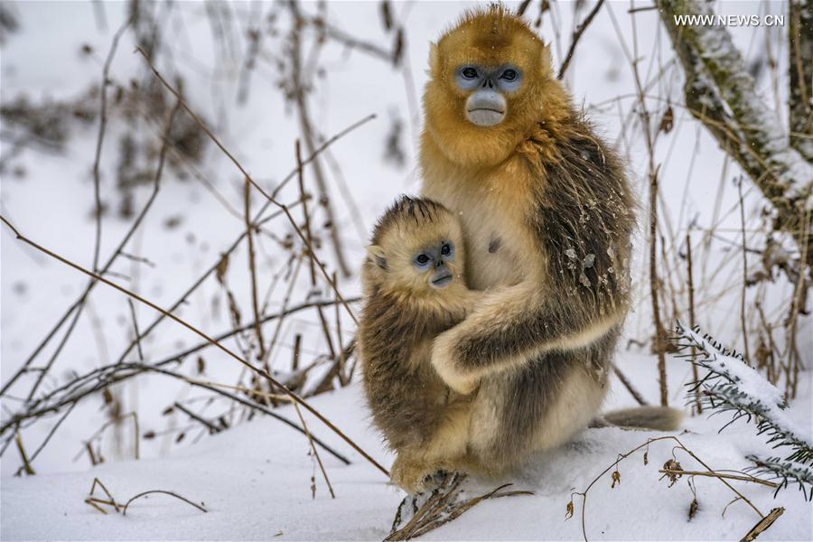 （环境）（1）湖北神农架 雪趣金丝猴