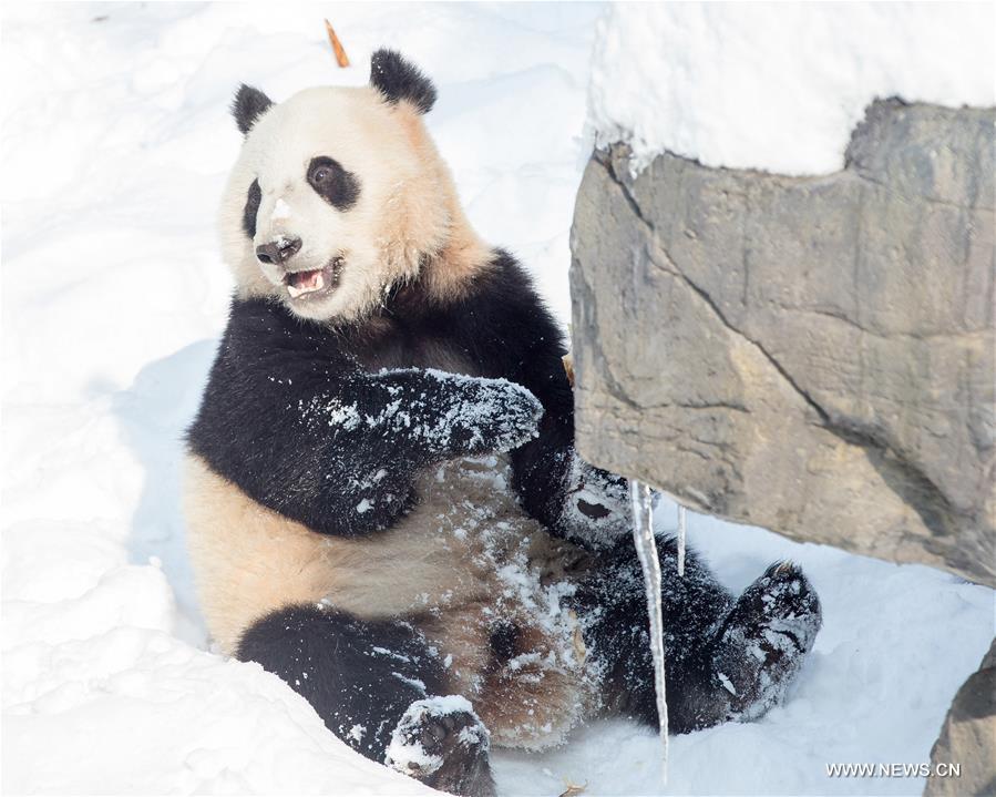 #（环境）（1）熊猫“戏”雪